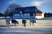 Cows at Bolton