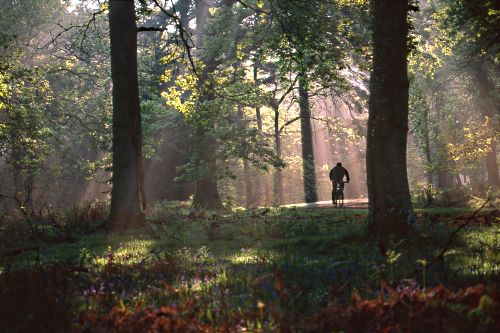 About The New Forest : Cyclist in Sloden Inclosure