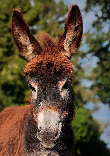 New Forest image: Donkey Foal near Abbotts Well