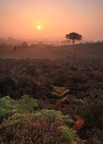New Forest Landscapes : Summer Heathland Dawn