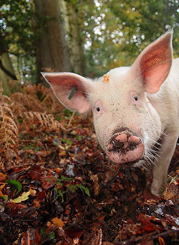 New Forest image: Inquisitive Pig in Bolderwood