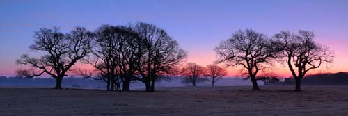 Panoramic Images of the New Forest : Winter Trees at Backley