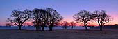 Winter Trees at Backley image ref 223