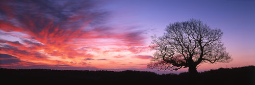 Panoramic Images of the New Forest : Solitary Oak at Sunrise