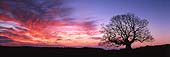 Solitary Oak at Sunrise image ref 224