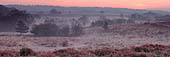 New Forest Valley at Dawn image ref 225