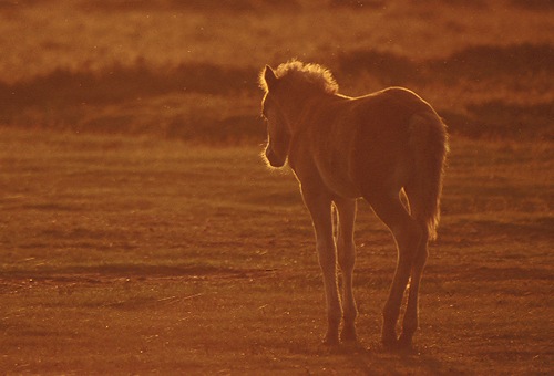 New Forest Ponies : Back-lit New Forest Foal