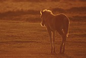 Back-lit New Forest Foal image ref 272