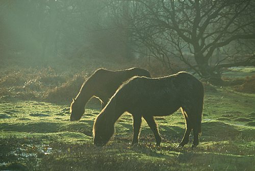 New Forest Ponies : Back-lit New Forest Ponies Grazing