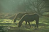 Back-lit New Forest Ponies Grazing image ref 81