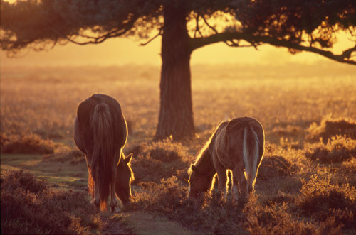 New Forest Ponies : Ponies Grazing by a Pine Tree