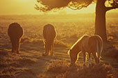 Ponies in Golden Sunshine image ref 264