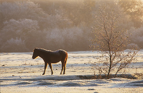 New Forest Ponies : New Forest Pony in the Frost