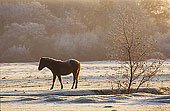 New Forest Pony in the Frost image ref 266