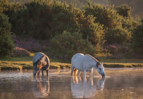 New Forest Ponies : Ponies in Whitten Pond