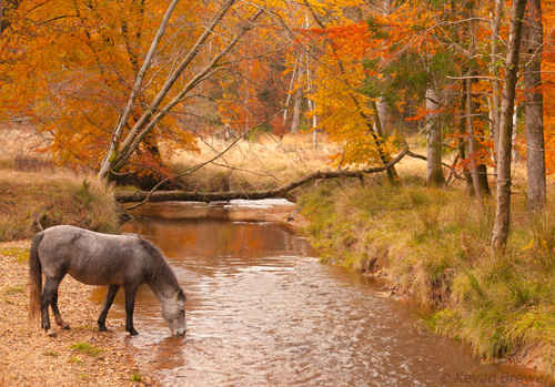 New Forest Ponies : Pony Drinking from Blackwater