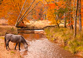 Pony Drinking from Blackwater image ref 385