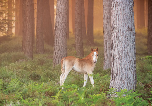 New Forest Ponies : Foal in Ferny Knap Inclosure