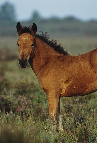 New Forest Ponies : A New Forest pony foal stands out on the heathland