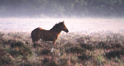 New Forest Ponies : New Forest pony foal on the heathland in Autumn