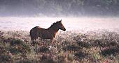 New Forest pony foal on the heathland in Autumn image ref 104