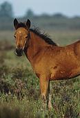 A New Forest pony foal stands out on the heathland image ref 43