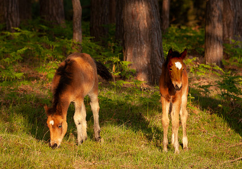 New Forest Ponies : Young Foals near Row Hill
