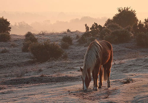 New Forest Ponies : Grazing Pony near Bolton