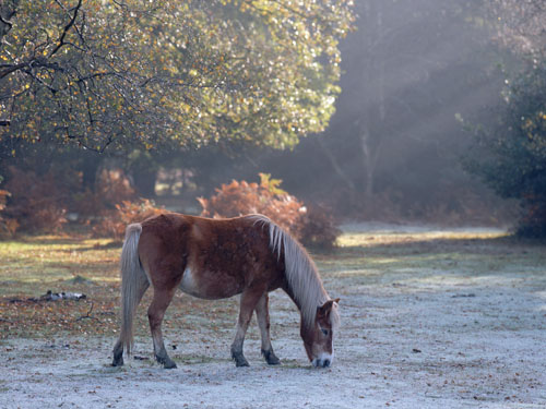 New Forest Ponies : Pony Grazing in the Frost