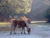 Pony Grazing in the Frost image ref 204