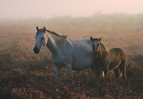 New Forest Ponies : New Forest pony and foal on heathland