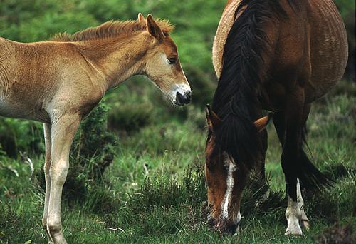 New Forest Ponies : Grazing New Forest pony with foal