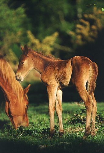 New Forest Ponies : New Forest Foal and Mare