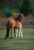 Nursing Mare and Foal image ref 271
