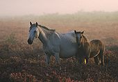 New Forest pony and foal on heathland image ref 103