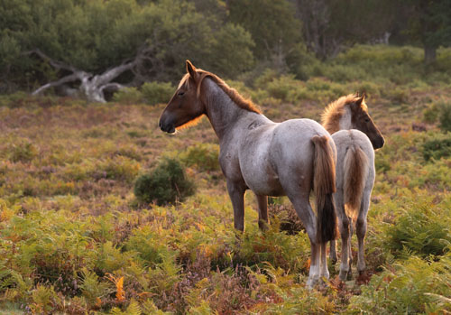 New Forest Ponies : Mare and Foal near Bolderwood Walk