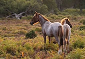 Mare and Foal near Bolderwood Walk image ref 408