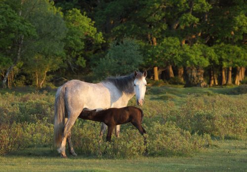 New Forest Ponies : Mare and Foal at Penny Moor