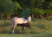 Mare and Foal at Penny Moor image ref 370