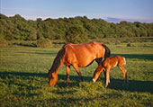 Mare and Foal at Whitefield Moor image ref 324