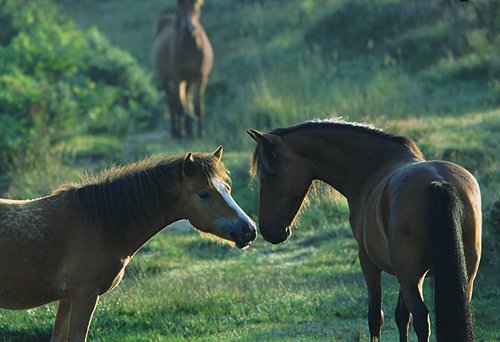 New Forest Ponies : New Forest ponies nose to nose.