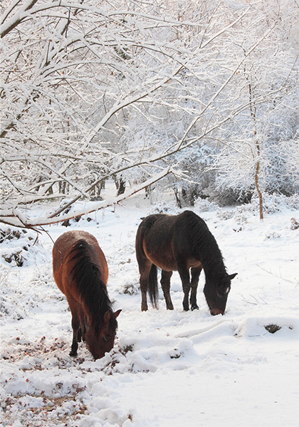 New Forest Ponies : Ponies in the Snow near Bramshaw