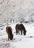 Ponies in the Snow near Bramshaw
image ref 334