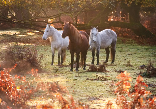 New Forest Ponies : Ponies in Bratley Wood