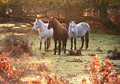 Ponies in Bratley Wood image ref 409