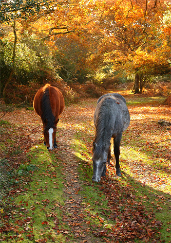 New Forest Ponies : Ponies Grazing in Brinken Wood