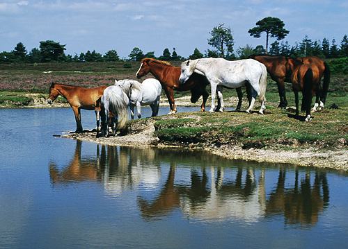 About The New Forest : New Forest ponies standing by a pond