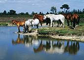 New Forest ponies standing by a pond
image ref 118