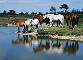 New Forest ponies standing by a pond
image ref 118