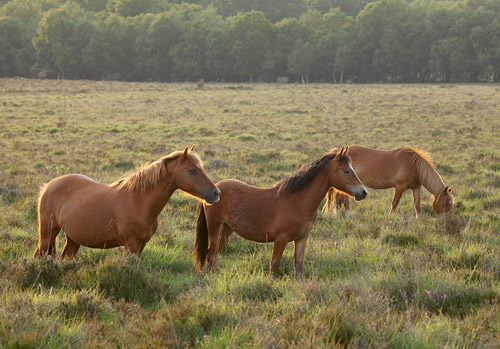 New Forest Ponies : Ponies at Dibden Bottom